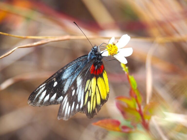 Mariposa