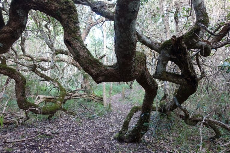 Milkwood-Bäume