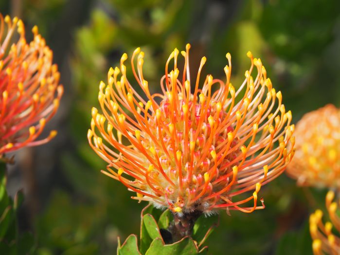 Protea real
