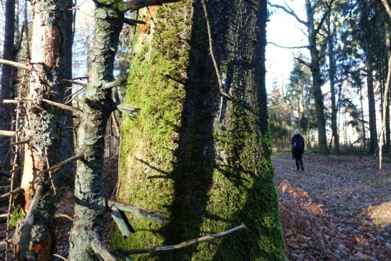 Spessart