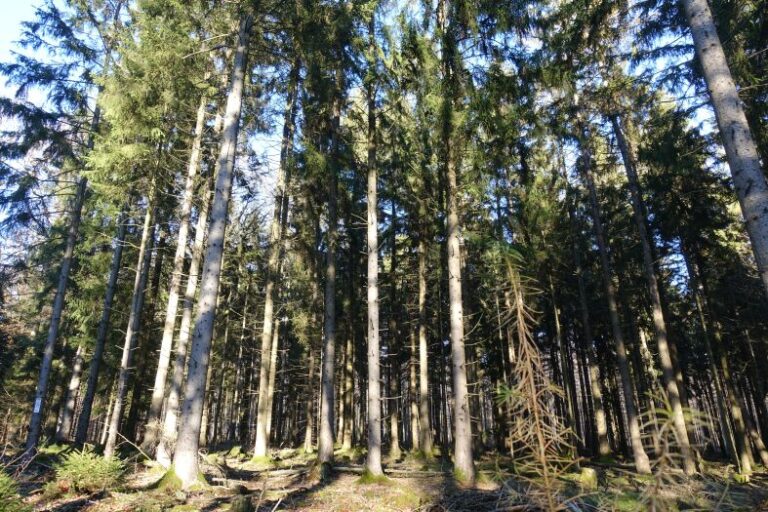 Spessart