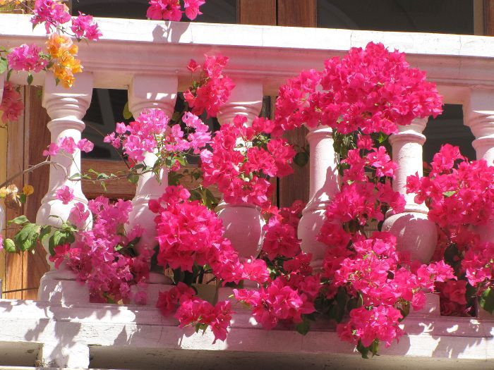 Adorno floral