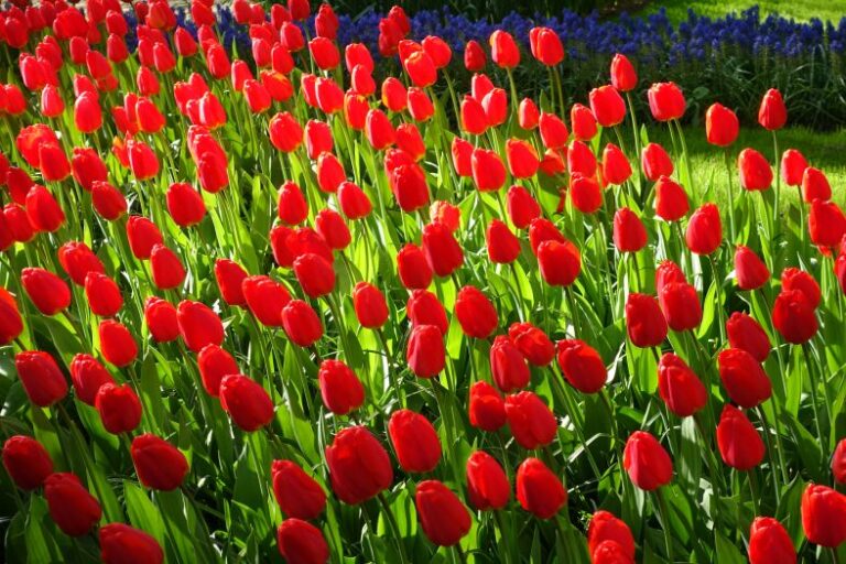 tulipanes