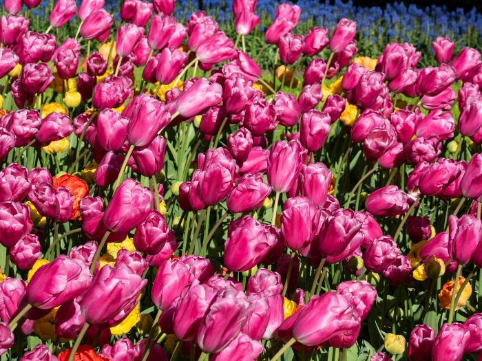Mar de flores
