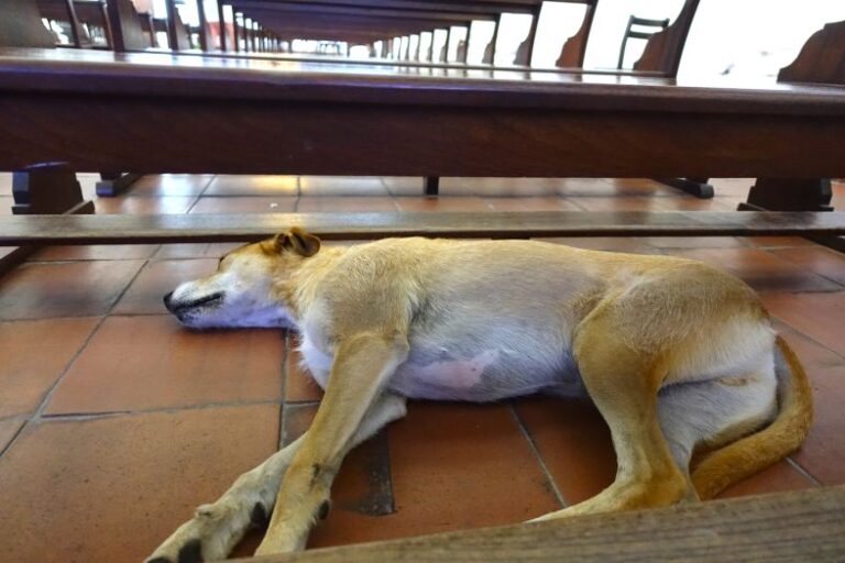 Perro dormido