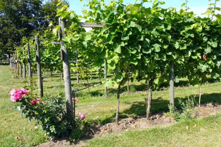 Schwedischer Weingarten im Sommer, gelegen bei Haväng